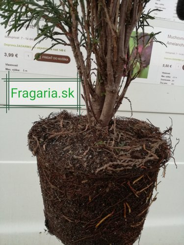 Tuja západná Smaragd, Thuja occidentalis 40 - 60 cm, kont. 3l