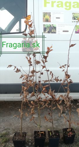 Hrab obyčajný, Carpinus betulus, kont. 2l