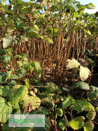Malina Przehyba, Rubus idaeus 20 - 30 cm kontajner 1 l