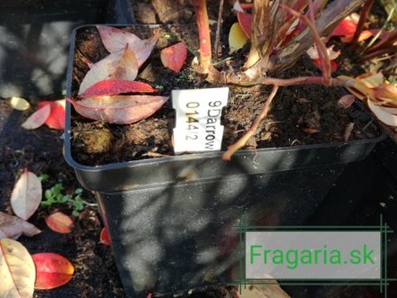 Čučoriedka Darrow, Vaccinium corymbosum, kont. sadenica
