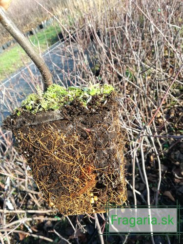 Muchovník jelšolistý Martin, Amelanchier alnifolia kont. 0,5 l