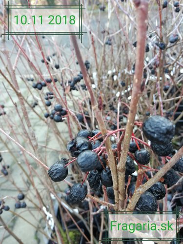 Arónia čiernoplodá Viking, Aronia melanocarpa kont .1l