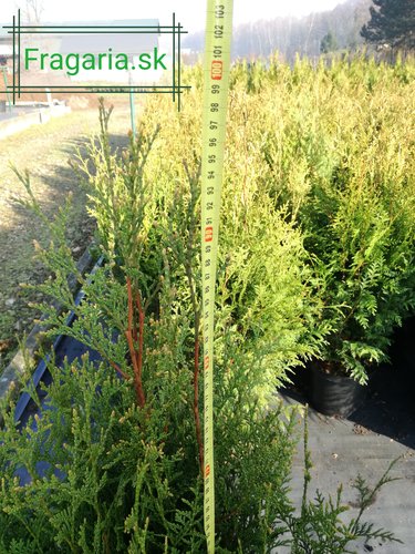 Tuja západná Aureospicata, Thuja occidentalis, 40 -100 cm, kontajner 3l.