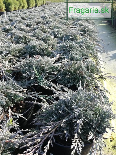 Borievka Ice Blue, Juniperus horizontalis, kontajner 3l, 10–15 cm