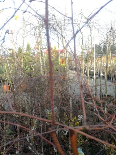 Breza previsnutá Karaca, Betula pendula, 80 - 100 cm, kont. 5I