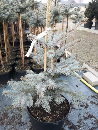 Smrek pichľavý Edith, Picea pungens, 40 - 70 cm, kont. 5l