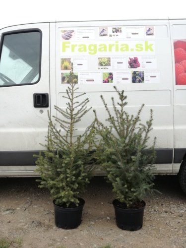Smrek omorikový-balkánsky, Picea omorika 30 - 50 cm, kont. 5l