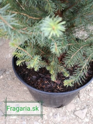 Smrek omorikový-balkánsky, Picea omorika 20 - 30 cm, kont. 3l