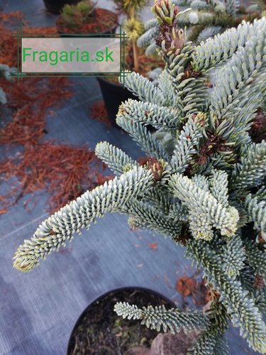 Jedľa ušlachtilá-modrá Glauca,  Abies procera 30 - 40 cm, kont. 3l