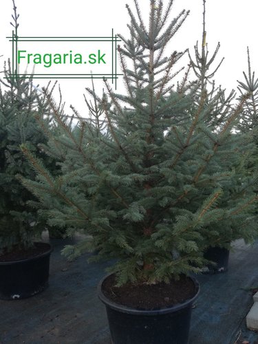 Smrek omorikový-balkánsky, Picea omorika + 100 cm, kont. 20l
