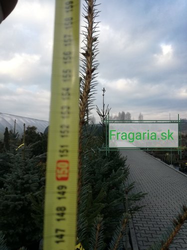 Smrek omorikový-balkánsky, Picea omorika + 100 cm, kont. 20l