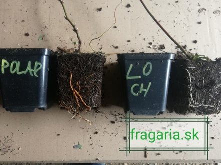 Černica Polar, Rubus fruticosus 30 - 40 cm kont. 1,5 I