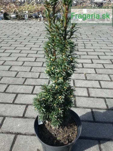 Tis prostredný Wayne, Taxus x media 40 - 60 cm, kont. 3l