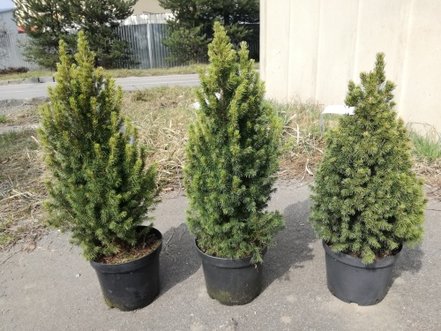Smrek biely Rainbow's End, Picea glauca 40 - 60 cm, kont. 3l