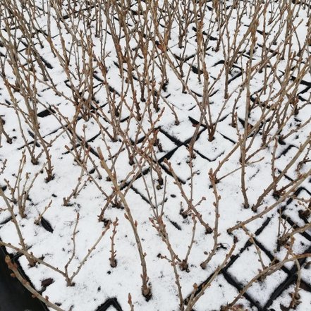 Ríbezľa čierna Jubilejnaja Kopanja, Ribes nigrum kon. 1,5l