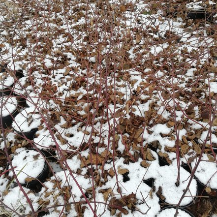 Černica Polar, Rubus fruticosus 30 - 40 cm kont. 1,5 I