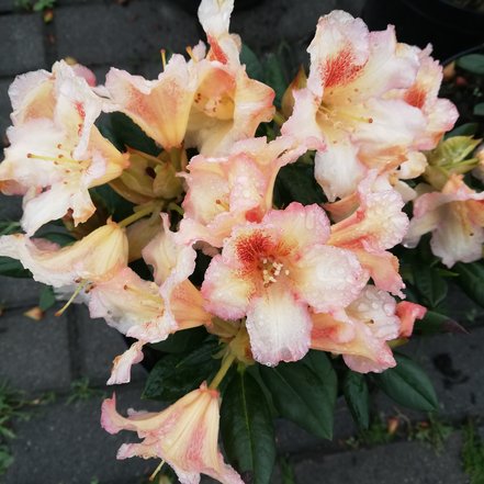 Rododendron Marylou, Rhododendron, 30 - 50 cm, kont. 5l