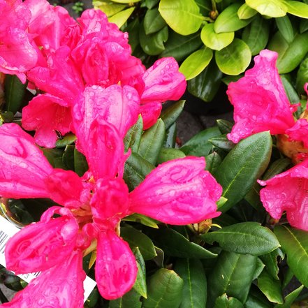 Rododendron Karminkissen, Rhododendron 30 - 50 cm, kont. 5l