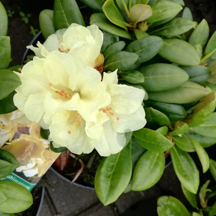 Rododendron Lucinda, Rhododendron, 30 - 50 cm, kont. 5l