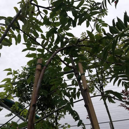 Jarabina vtáčia, Pendula, Sorbus aucuparia, 150 – 170 cm, kontajner 5l