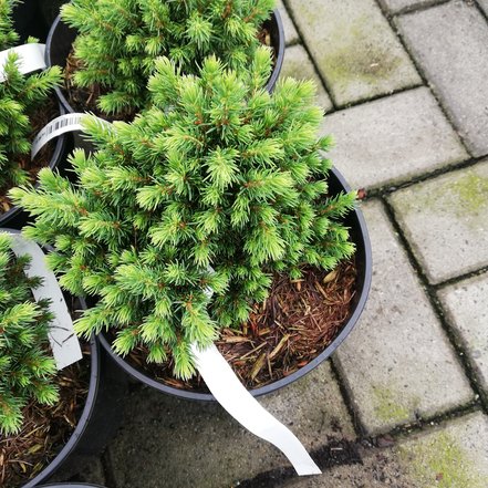 Smrek biely Witch´s Broom, Picea glauca, 10 – 20 cm, kontajner 3l