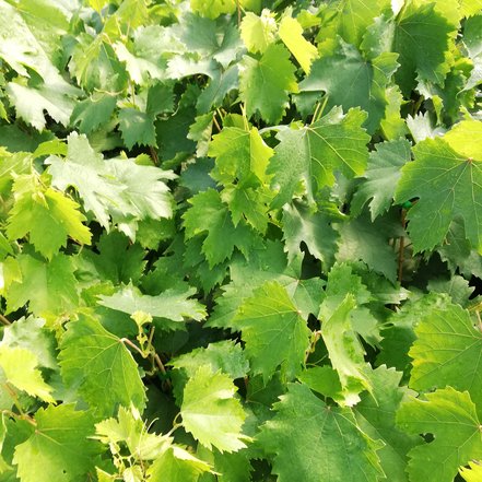 Vinič hroznorodý Novoje Stolietije ZGTU , Vitis vinifera, kontajnerovaná sadenica 1 l