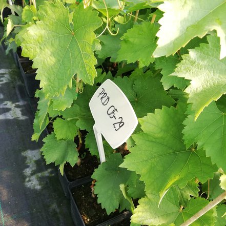 Vinič hroznorodý PR - D - 05 - 29 , Vitis vinifera, kontajnerovaná sadenica 1 l