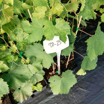 Vinič hroznorodý TP 25 , Vitis vinifera, kontajnerovaná sadenica 1 l