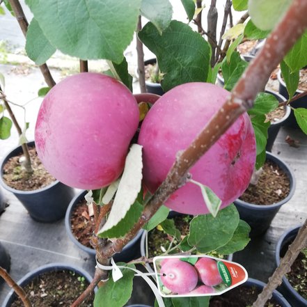 Jabloň domáca Paulared, Malus domestica 150 - 190 cm, kont. 5 l