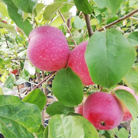 Jabloň domáca Paulared, Malus domestica 150 - 190 cm, kont. 5 l