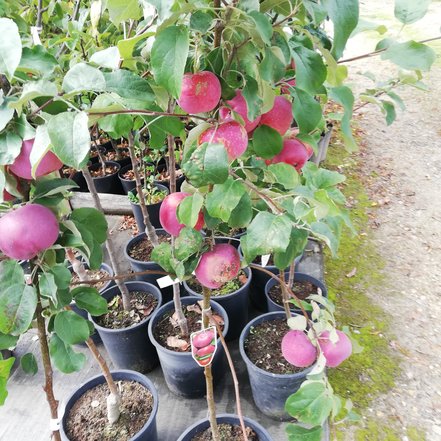Jabloň domáca Paulared, Malus domestica 150 - 190 cm, kont. 5 l