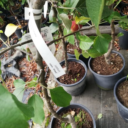 Jabloň domáca Alwa, Malus domestica 150 - 190 cm, kont. 5 l