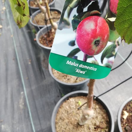 Jabloň domáca Alwa, Malus domestica 150 - 190 cm, kont. 5 l