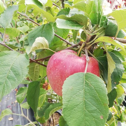 Jabloň domáca Alwa, Malus domestica 150 - 190 cm, kont. 5 l