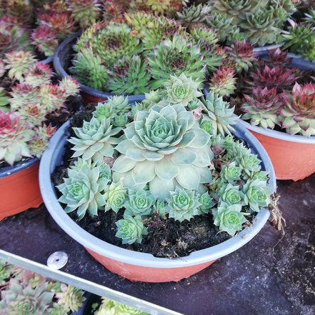 Skalnica, Sempervivum, kont. P9