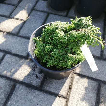 Cypruštek tupolistý Maureen, Chamaecyparis obtusa 20 - 30 cm, kont. 3l