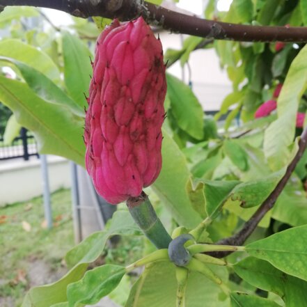 Magnolia trojlupienková, Magnolia tripelata 30 - 50 cm, kont. 3l