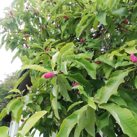 Magnolia trojlupienková, Magnolia tripelata 30 - 50 cm, kont. 3l