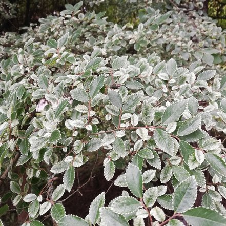 Brest drobnolistý Geisha, Ulmus parvifolia, 120 – 130 cm, kontajner 5l