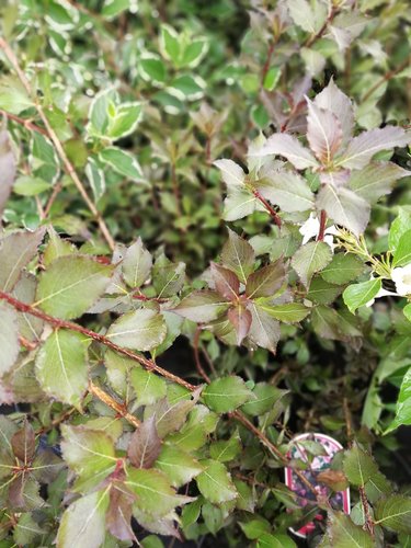 Vajgelia ružová Purpurea, Weigela florida, 20 – 30 cm ,kontajner 2l