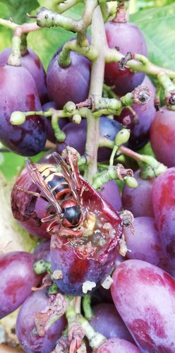 Vinič hroznorodý Bajkonur, Vitis vinifera, kontajnerovaná sadenica 1 l