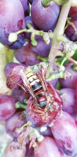 Vinič hroznorodý Bajkonur, Vitis vinifera, kontajnerovaná sadenica 1 l