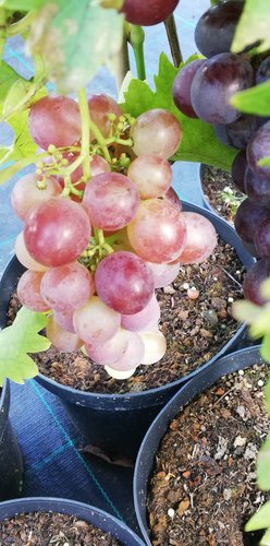Vinič hroznorodý Nizina, Vitis vinifera, kontajnerovaná sadenica 1 l