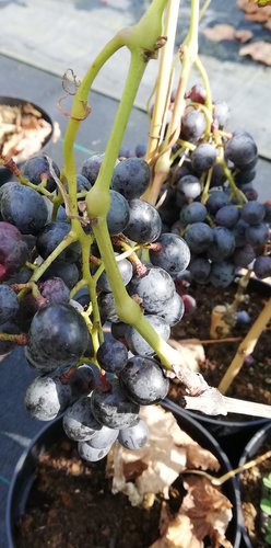 Vinič hroznorodý Anastasja, Vitis vinifera, kontajnerovaná sadenica 1l