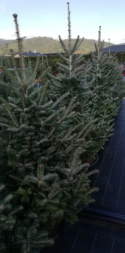 Jedľa kórejská Tordis, Abies koreana + 120 cm, kont. 20l