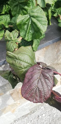 Lieska pokrútená Red Majestic, Corylus avellana, 40 -100 cm, kont. 3l