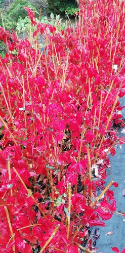 Pavinič päťlistý, Parthenocissus quinquefolia ,  40 - 60 cm, kont. 3l
