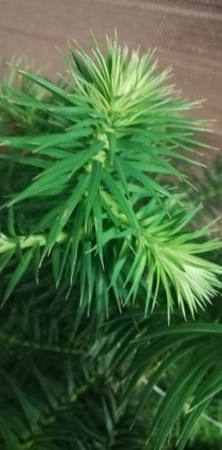 Ostrolistec čínsky, Cunninghamia lanceolata, kont. 3l, 40 - 50 cm