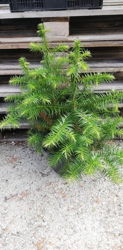 Ostrolistec čínsky, Cunninghamia lanceolata, kont. 3l, 40 - 50 cm