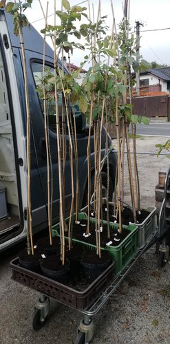 Jaseň mannový Mecsek, Fraxinus ornus, 100 – 180 cm kmeň, kont 5l